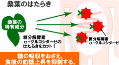 桑葉のはたらき