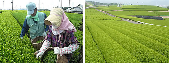 「べにふうき」茶畑・静岡県